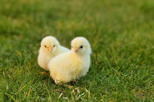 kuřátka v trávě
